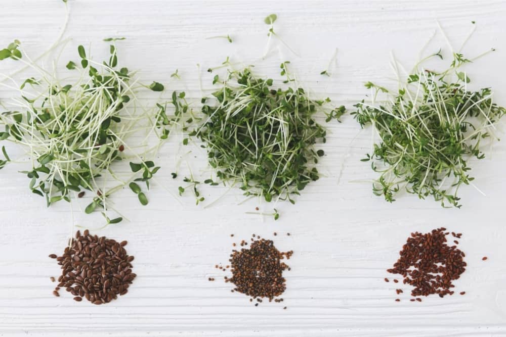 Arugula, Basil, Flax, Watercress Microgreen and Seeds