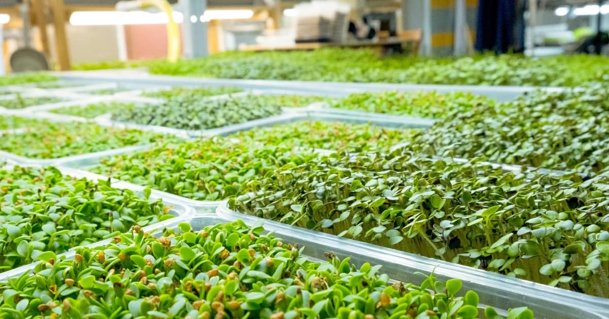 Benefits of Growing Microgreens