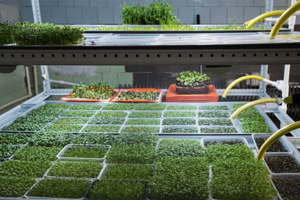 City ​​Farm for Growing Microgreens. Eco-Friendly Small Busi