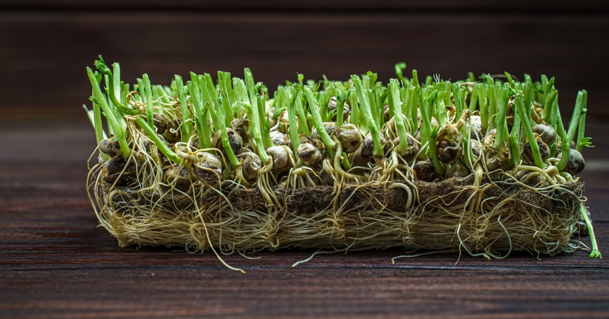 Cutted Microgreen Pea Sprouts