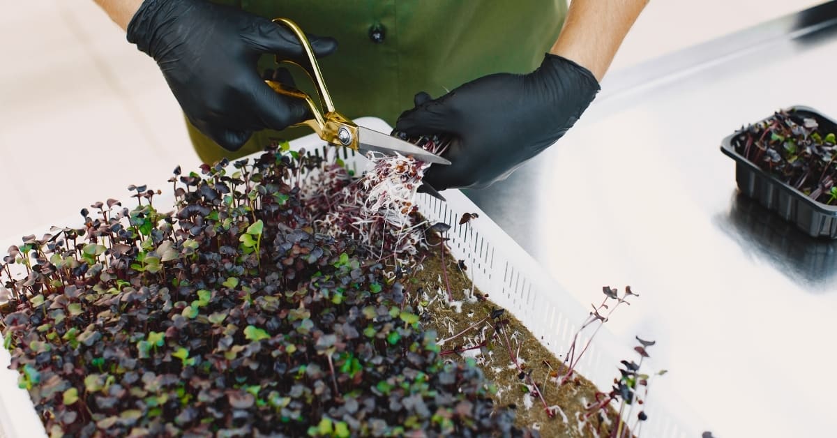 Will Microgreens Grow Back After Cutting