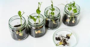 GMO plants in biological laboratory