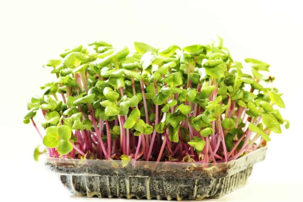 Growing microgreens on plastic white cup