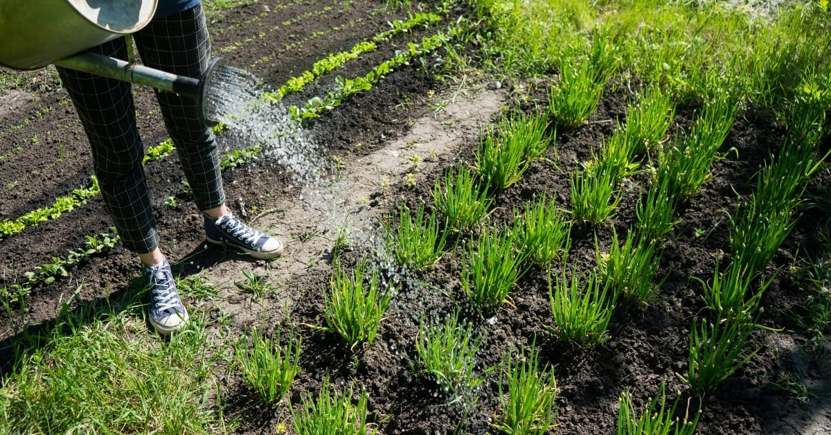 watering microgreens