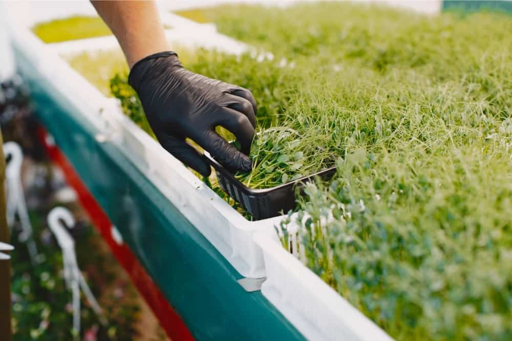 Heap of Beet Microgreens Being Harvested