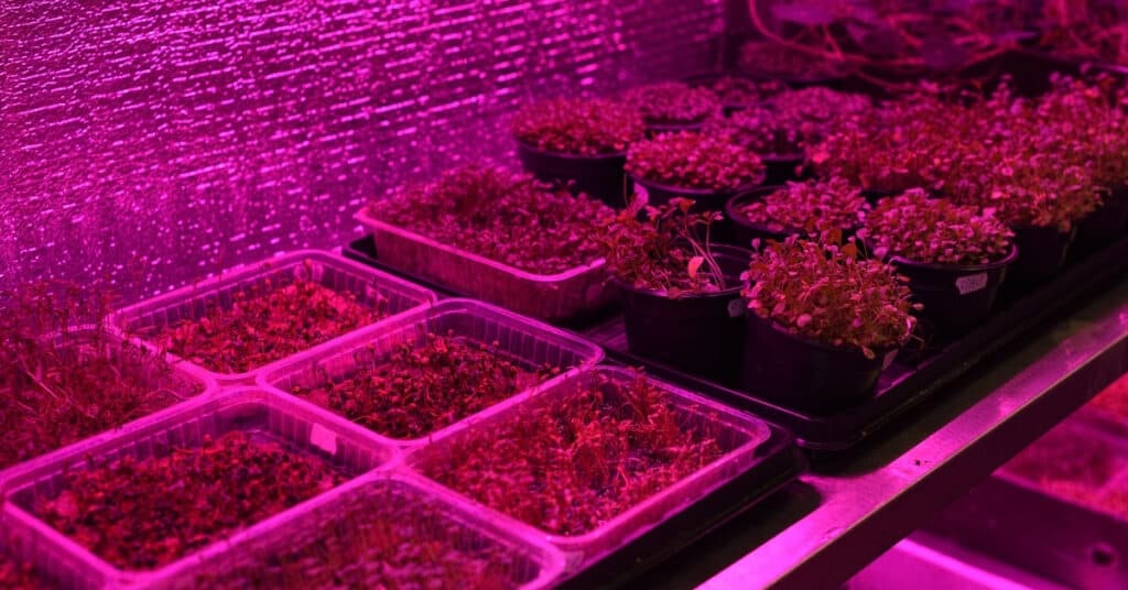 Indoor microgreens farm