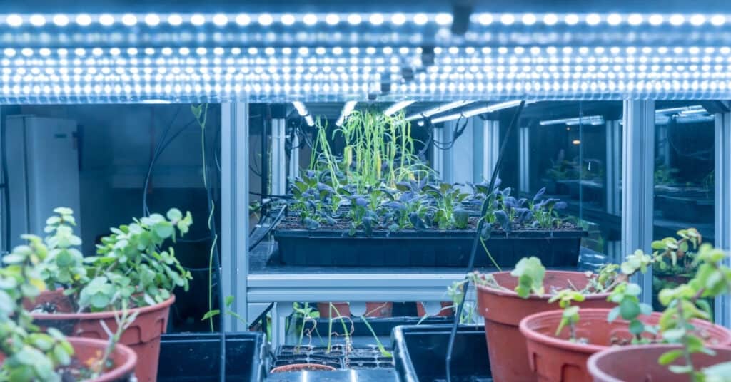 How To Choose The Best Grow Lights For Microgreens diy Greens