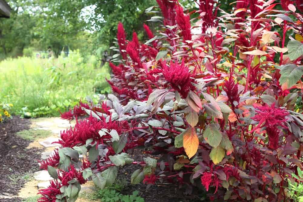 Large Red Garnet Amaranth Ancient Seed Plant