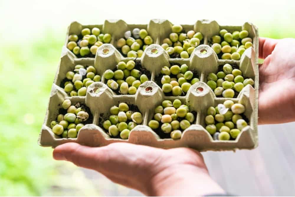 Microgreen planting process. Planting microgreen peas.