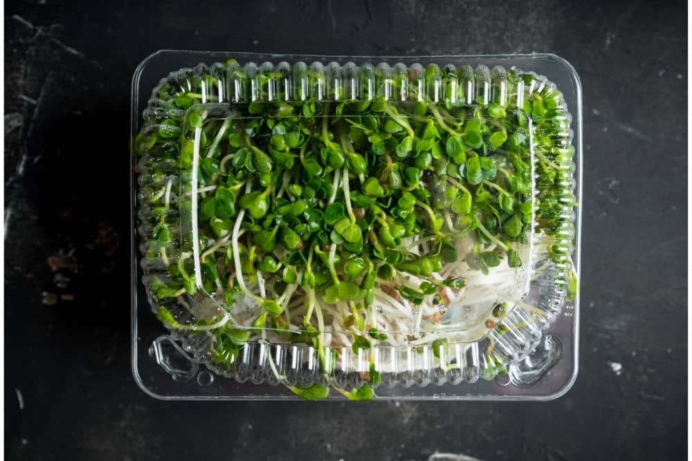 can you freeze microgreens