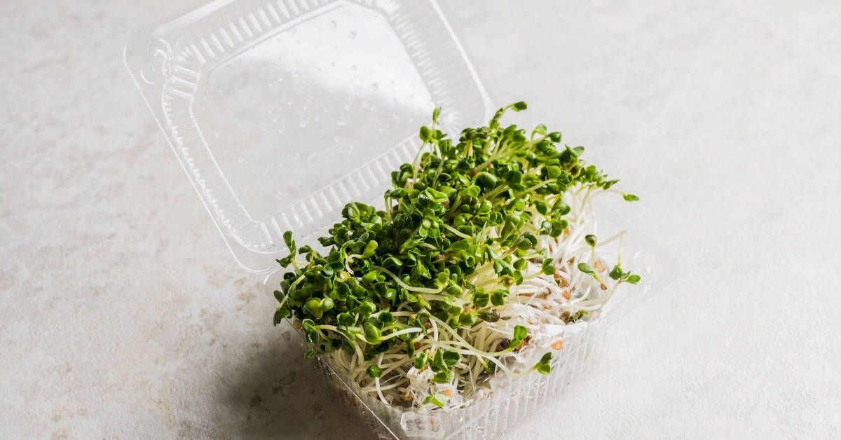 Microgreen. radish sprouts in plastic containers