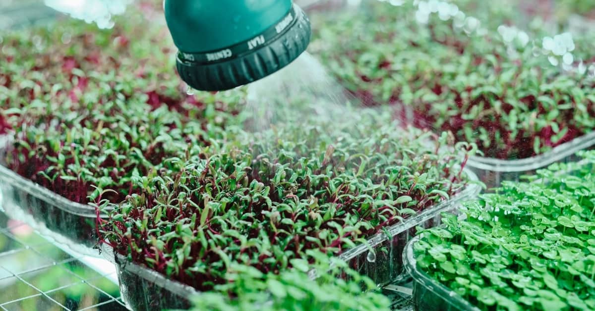 watering microgreens