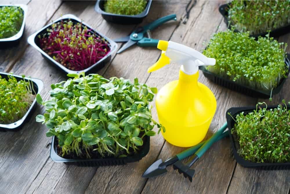 Microgreens growing at home background