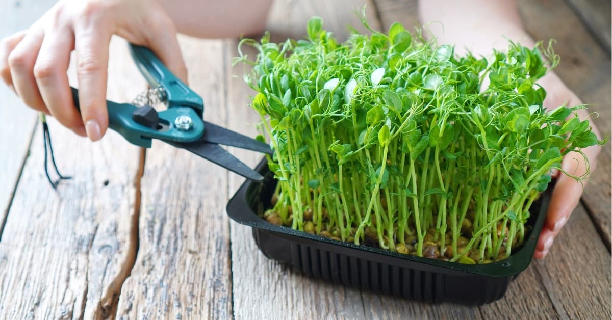 Microgreens harvesting