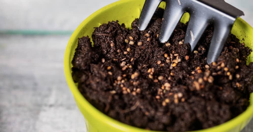 Pot with soil and sown seeds of microgreens