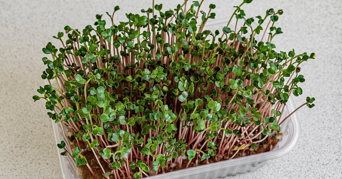 can microgreens grow into full plants