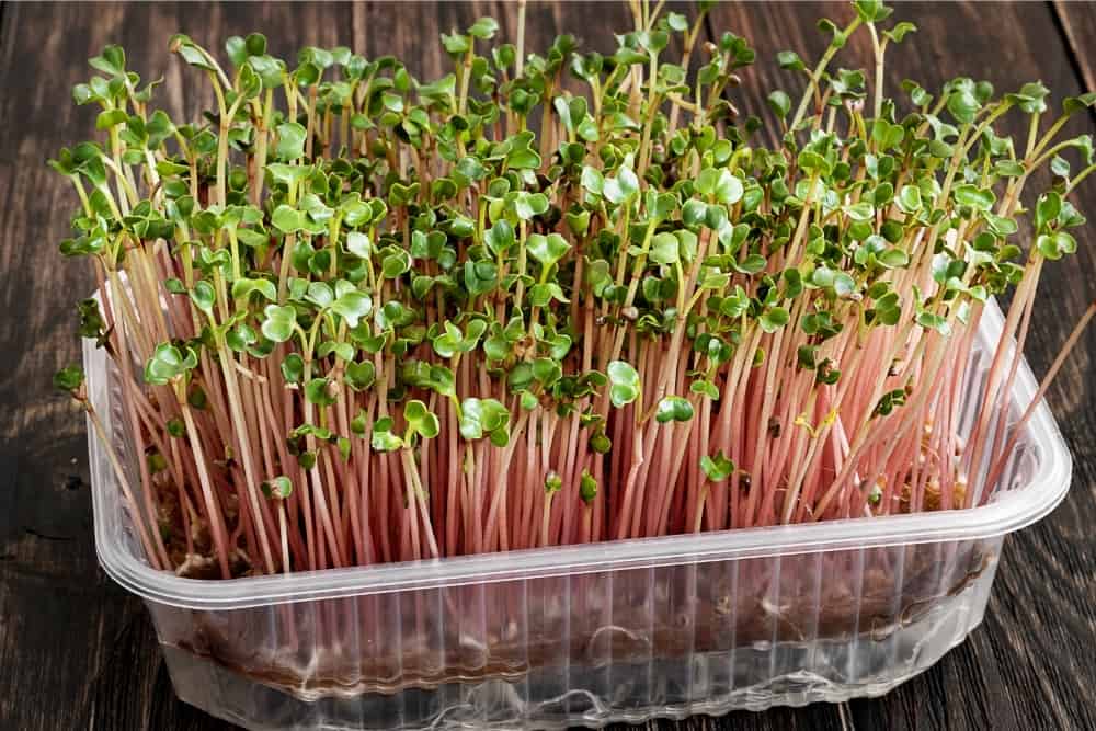 microgreens growing guide