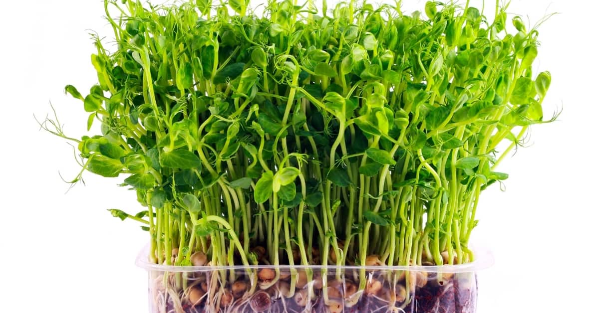 Sprouts of peas vegetable, microgreen