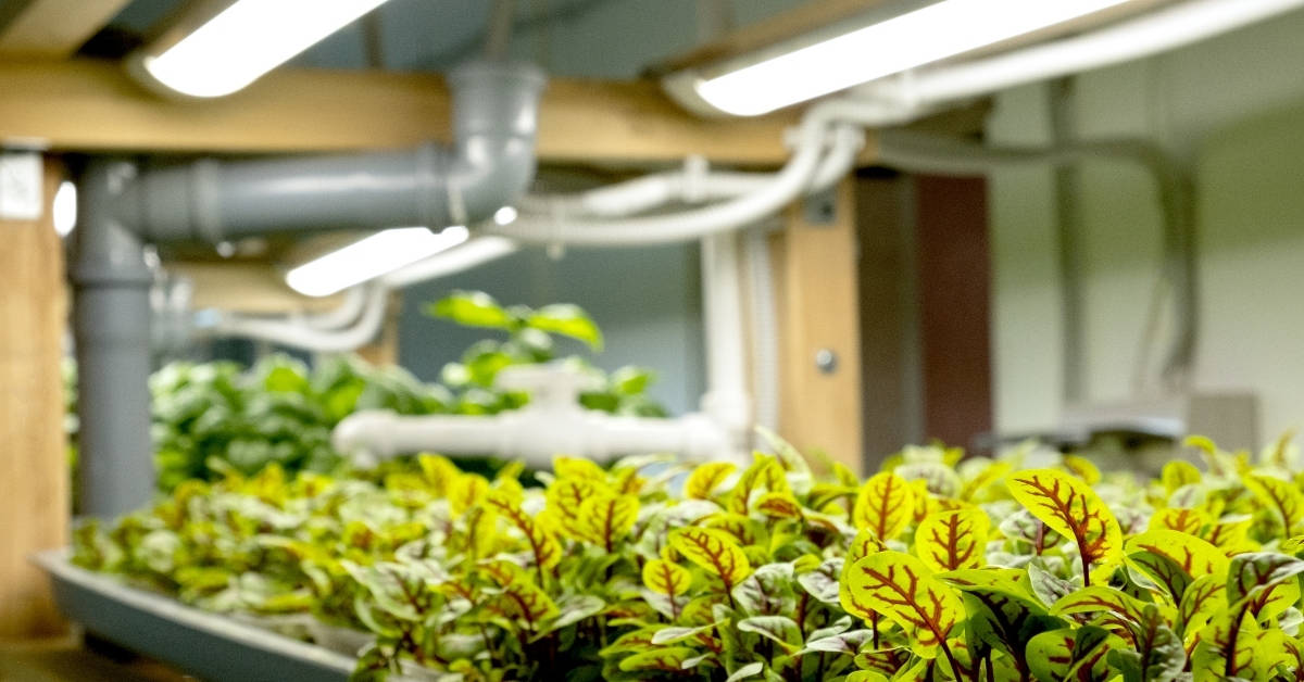 How To Choose The Best Grow Lights For Microgreens diy Greens