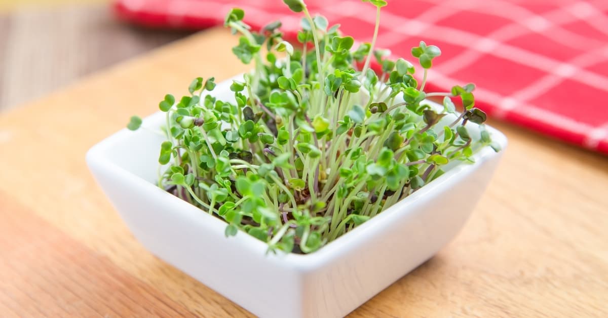 Growing microgreens at home