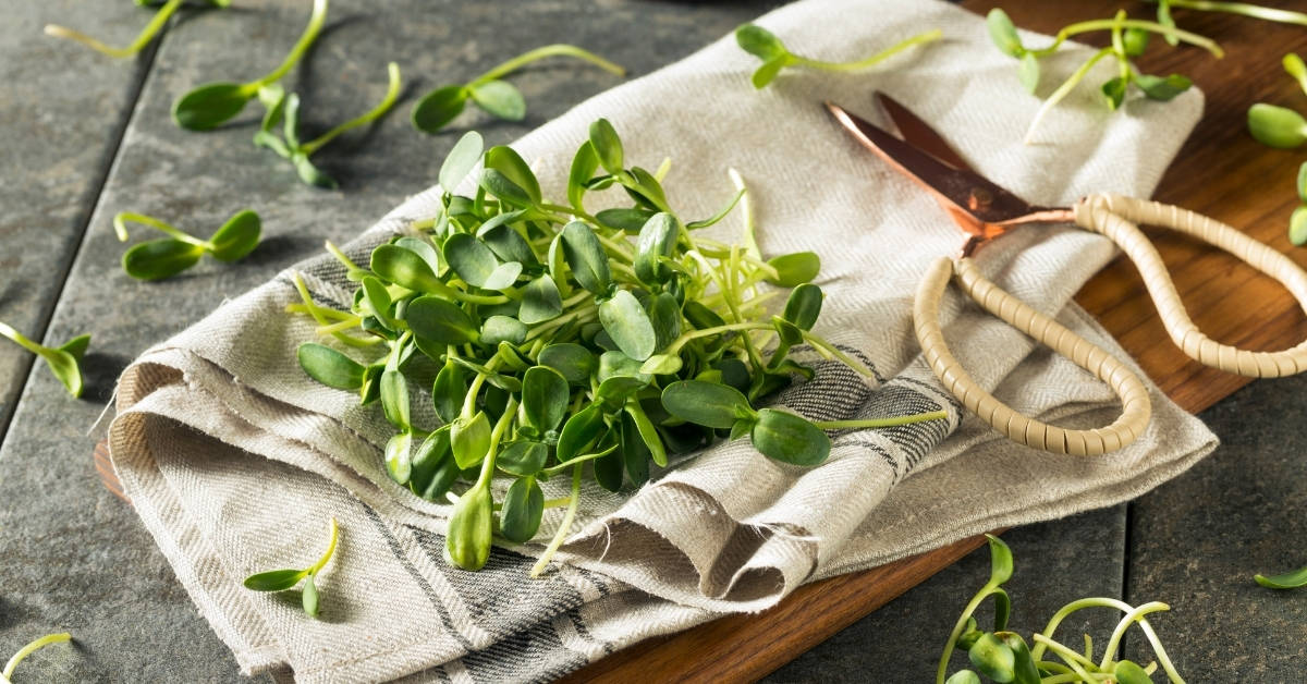 why are microgreens falling over