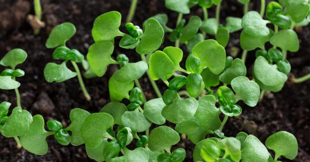 Arugula microgreens 