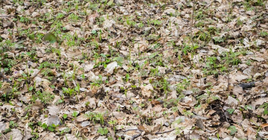 dehydrating microgreens