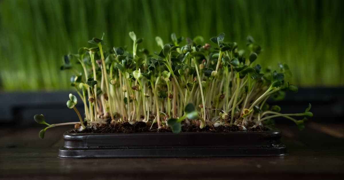 what plants can be grown as microgreens