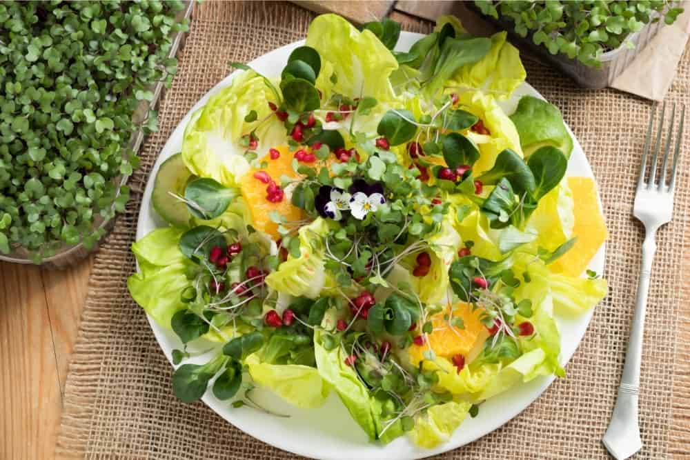 Vegetable salad with fresh kale and broccoli microgreens, lettuce