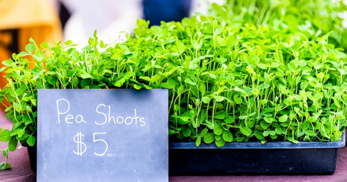 why are microgreens so expensive