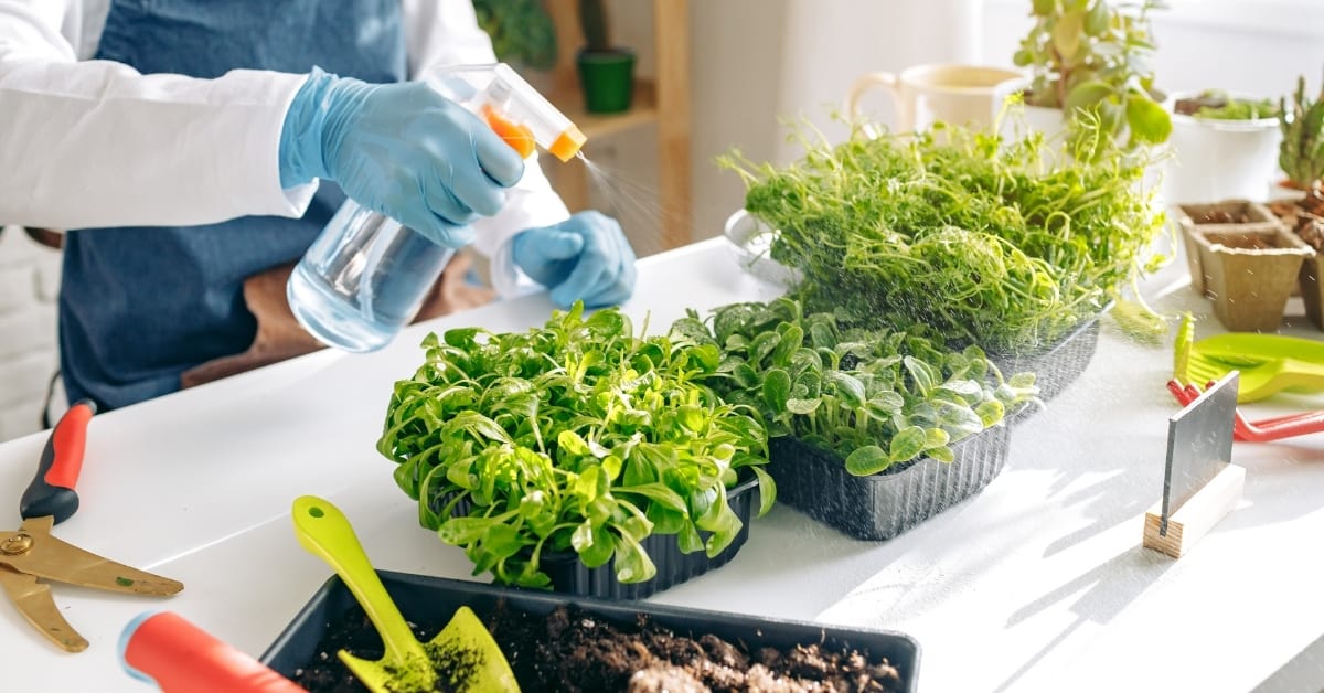 how to grow microgreens at home