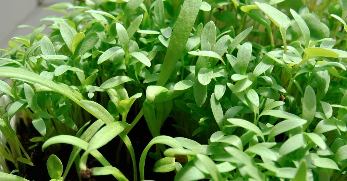 home microgreens grow on a windowsill