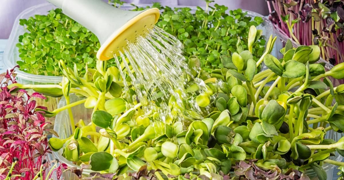 watering microgreens