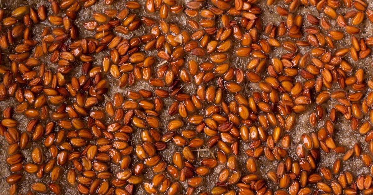 Microgreen Seeds