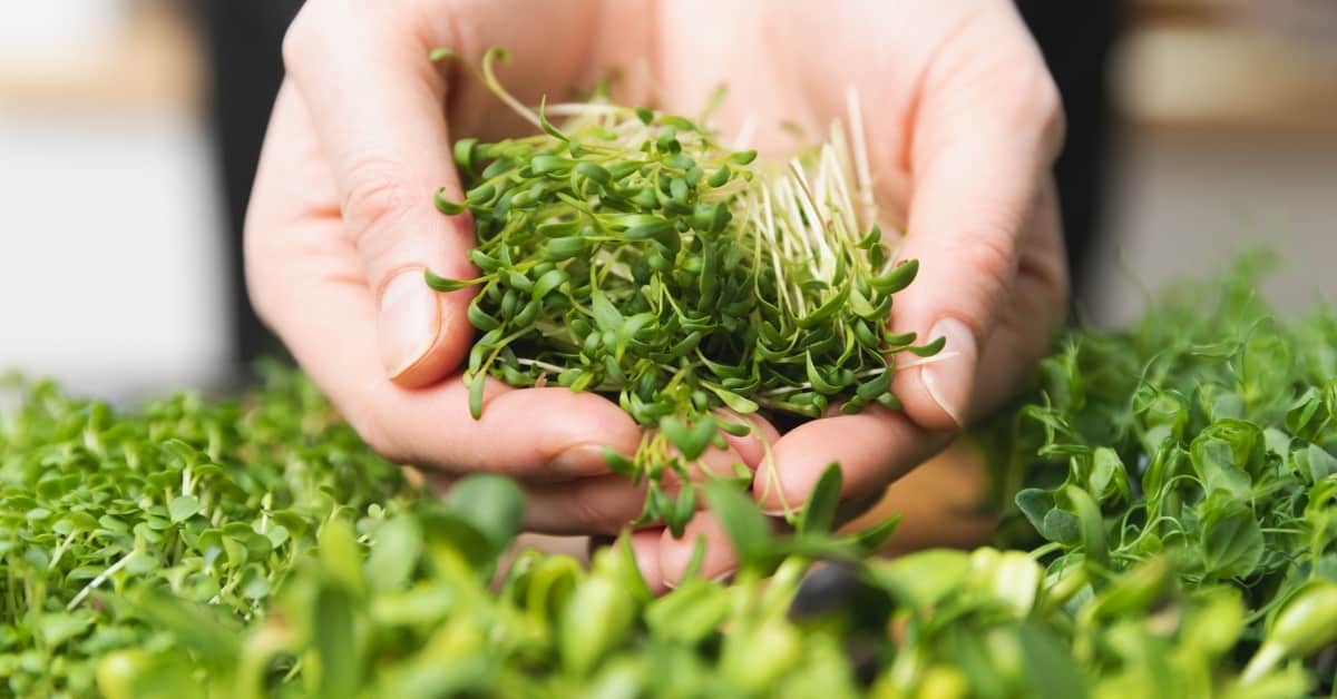 Cutted Microgreen Pea Sprouts