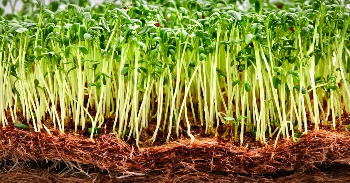 microgreens growing guide