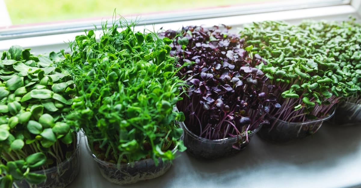 microgreens growing on windowsill