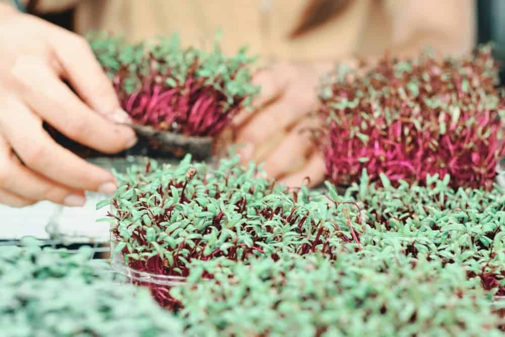 microgreen harvesting