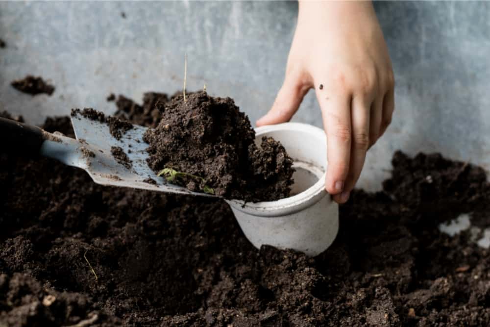 can you reuse microgreen soil