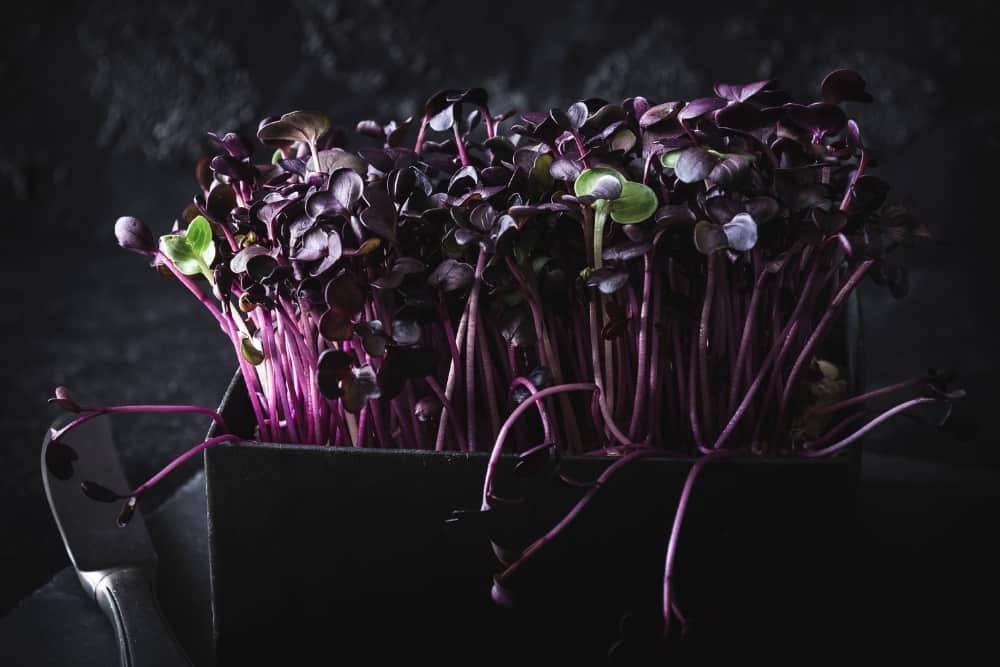 Purple peppercress in a black box