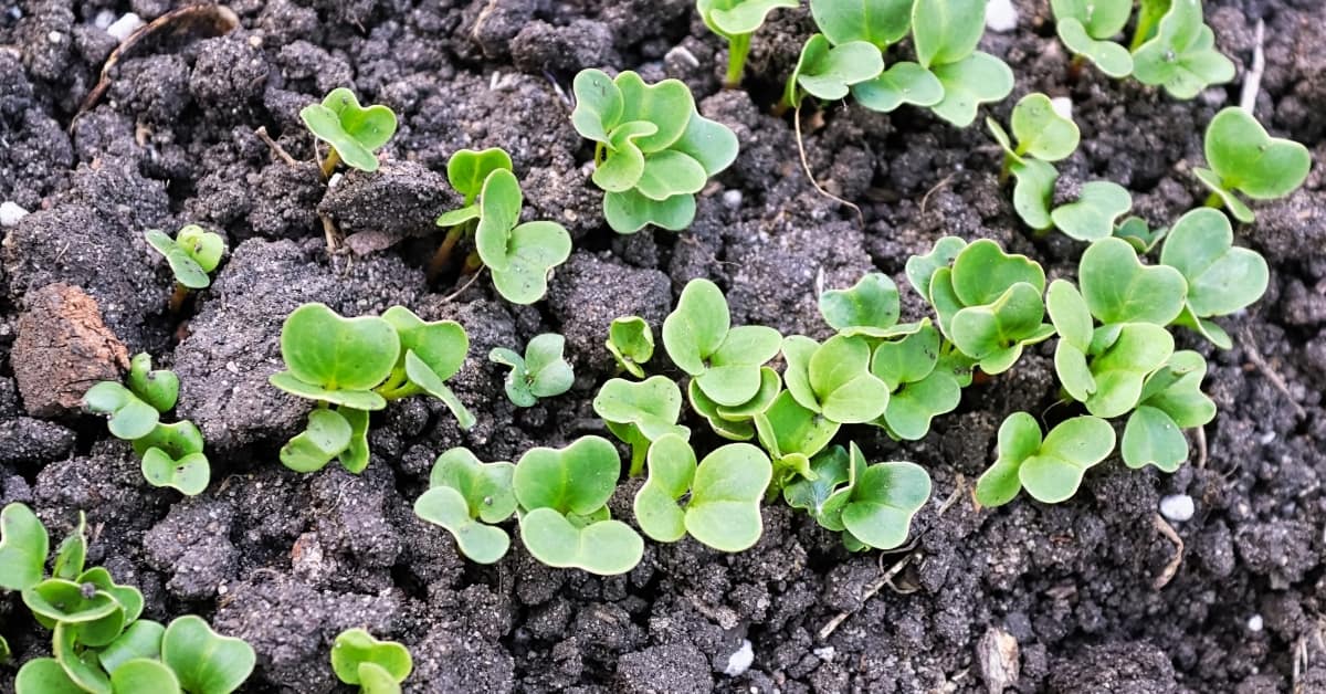 can you reuse microgreen soil