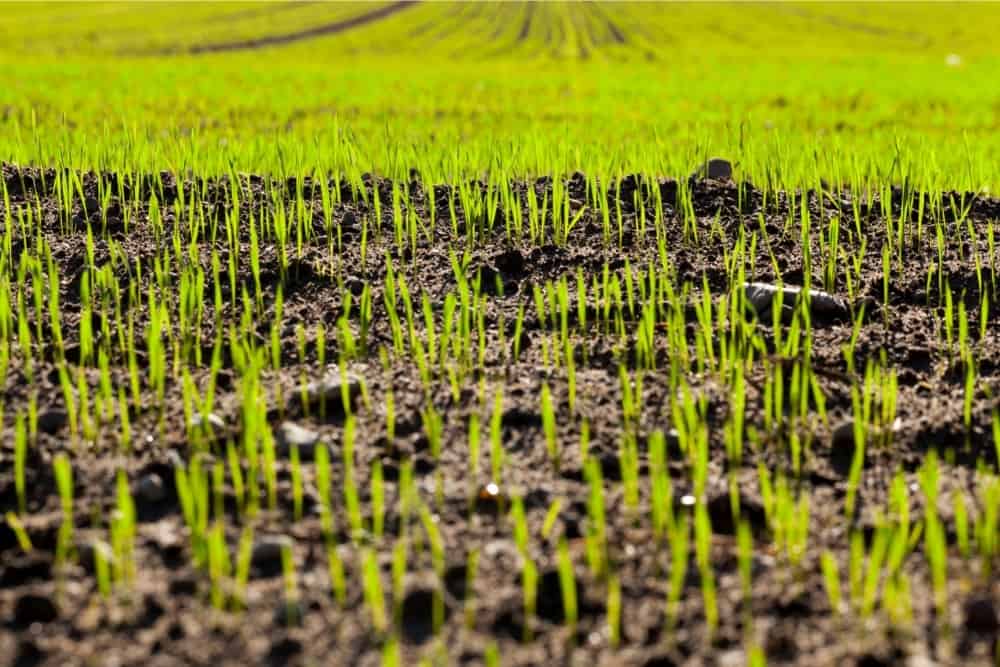 Young Sprouts of Wheat